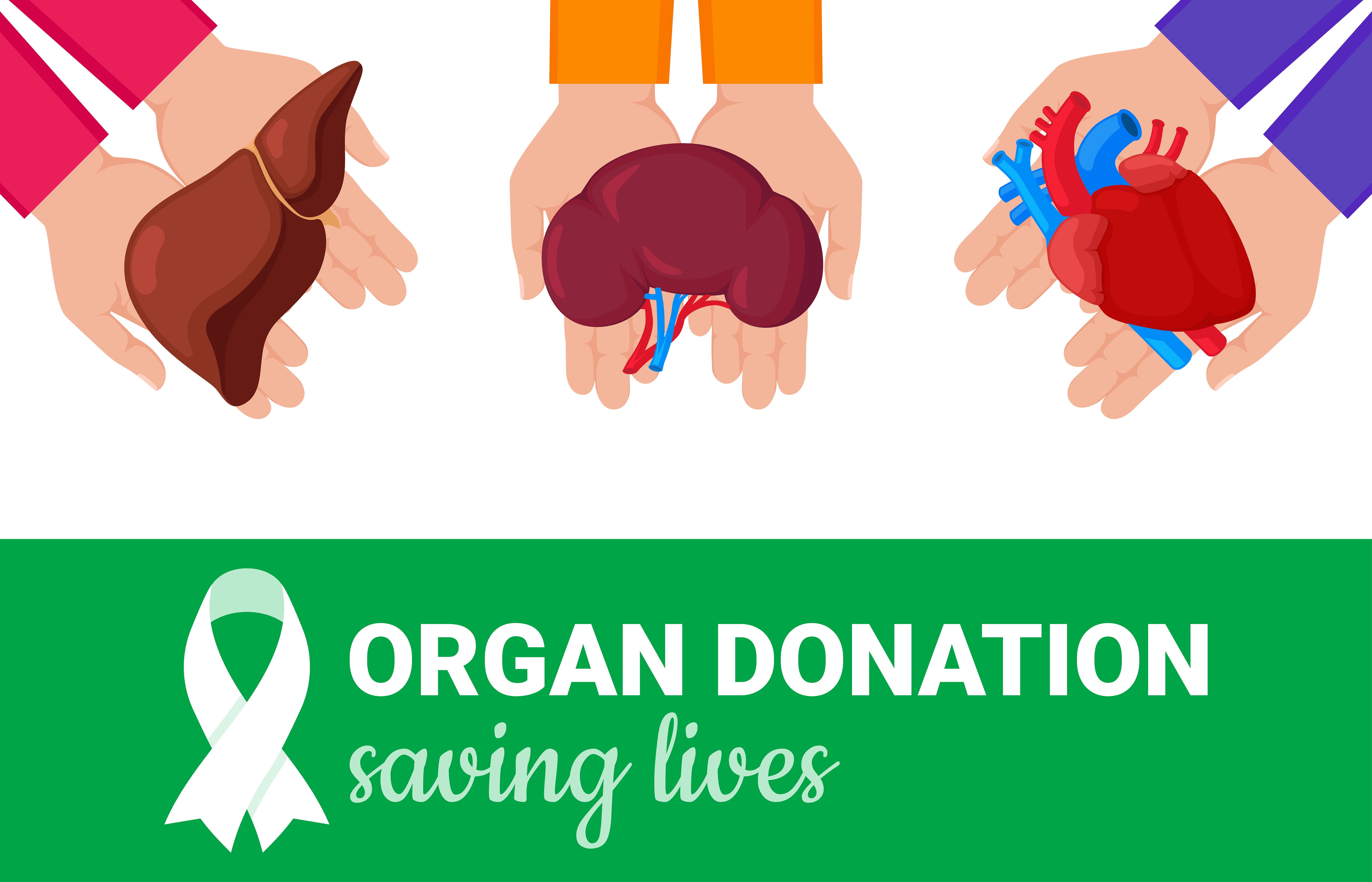 Mechanism of organ transplantation (1) Rules, main flow, donor registration